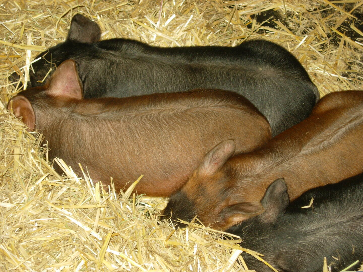 Sagra della Porchetta di Mora Romagnola