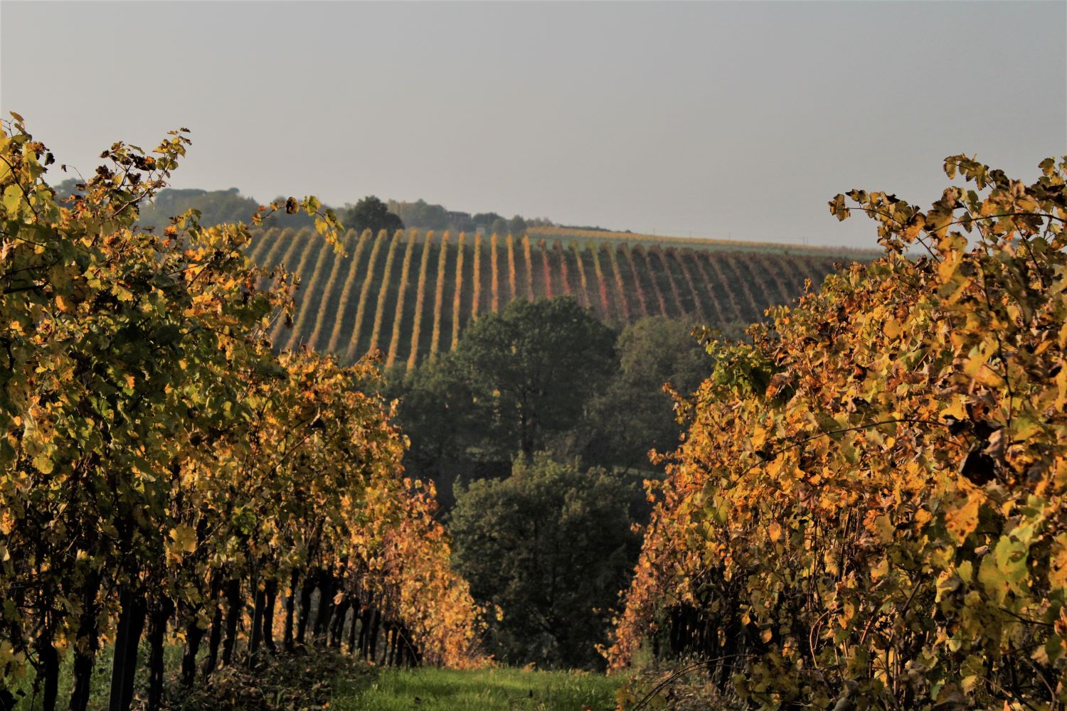 Vigneti Dozza 2_rid